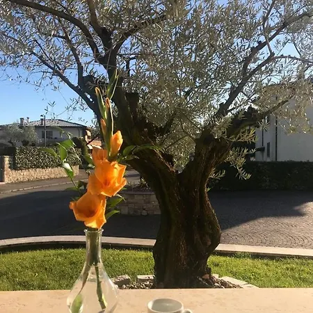 Purlilium Porcia